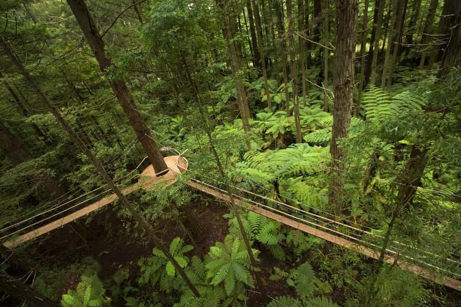 Auckland: Rotorua Highlights inc Te Puia Tour & Redwoods - The Practicalities: What You Need to Know