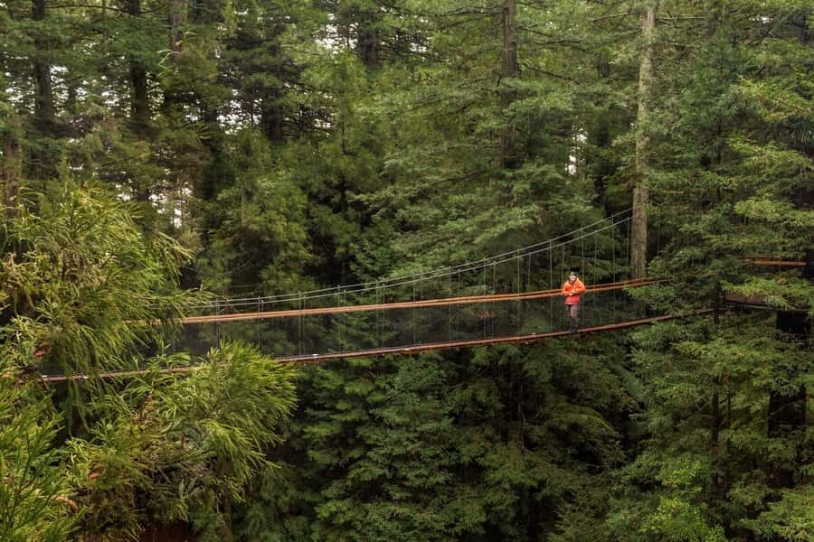 Auckland: Rotorua Highlights with Redwoods Treewalk & Spa - What Makes This Tour Stand Out?