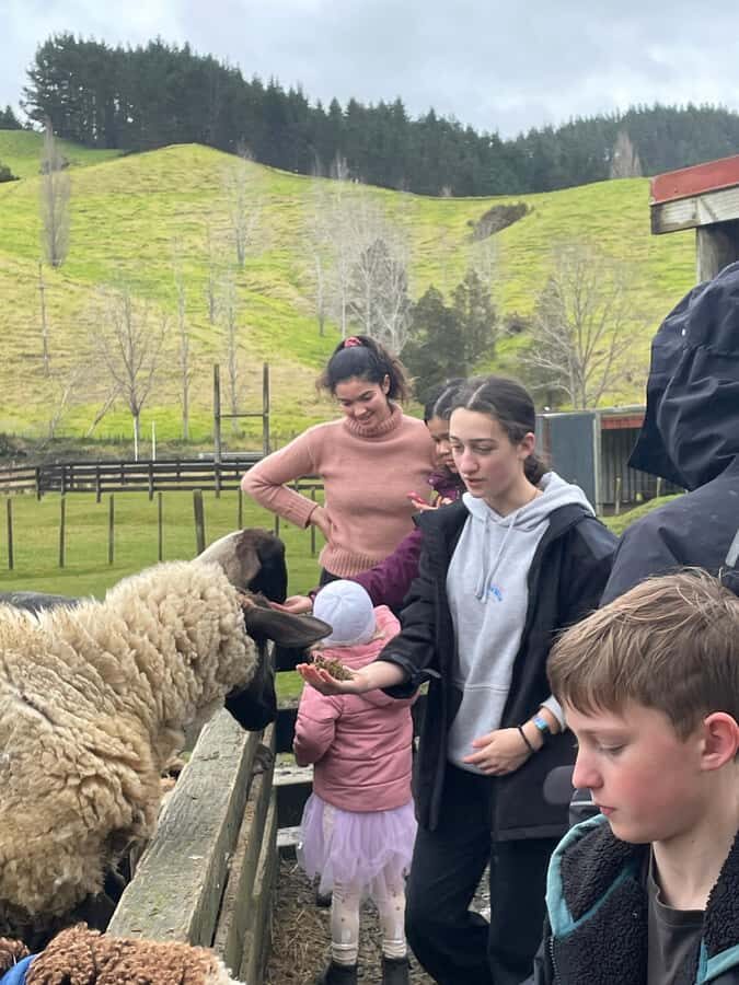 Auckland: Sheepworld, Honey Centre, & Kauri Trail Tour - A Scenic Introduction to North Island’s Rural Charm
