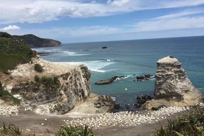 Auckland Sights Exclusive 8 Hour Luxury Day Tour - Authentic Experiences and Guest Feedback