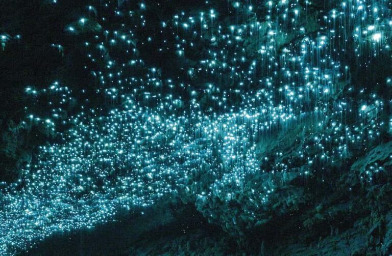 Auckland: Spellbound Glowworm Caves Explorer Tour - What Travelers Say