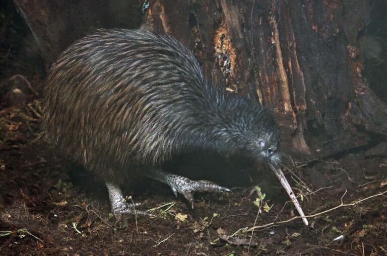 Auckland (Tawharanui): Wild Kiwi Bird Spotting Encounter - Who Is This Tour Best For?