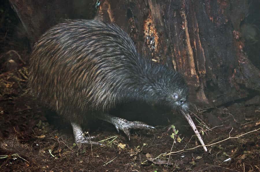 Auckland (Tawharanui): Wild Kiwi Bird Spotting Encounter - Who Is This Tour Best For?