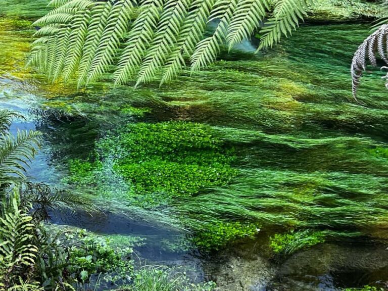 Auckland: TE PUIA Rotorua, Redwood & Blue Springs Day Tour - Exploring Te Puias Geothermal Wonders