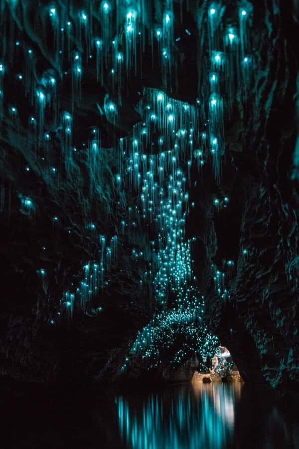 Auckland: Waitomo Caves & Rotorua - Te Puia Small-Group Tour - The Waitomo Glowworm Caves: A Magical Underworld