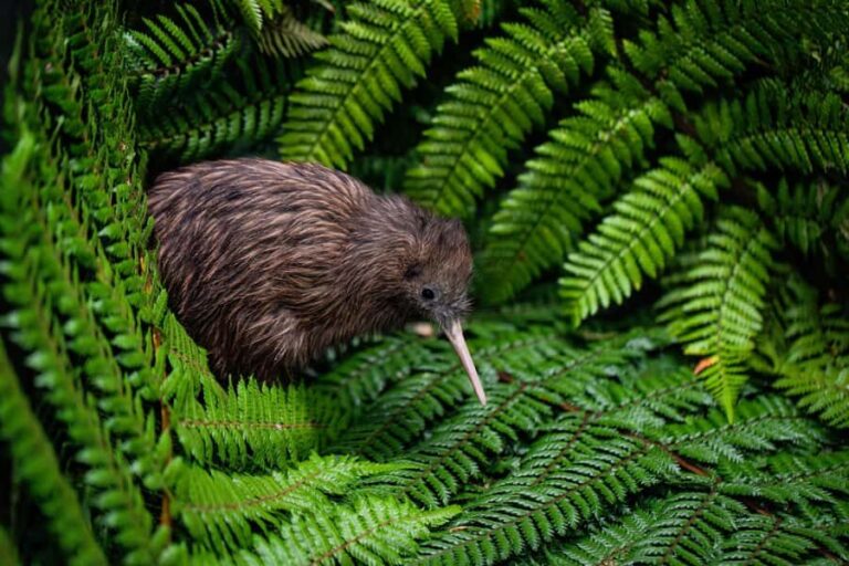 Auckland: Waitomo Caves & Te Puia Rotorua w Picnic Lunch - Scenic Drive and a Relaxed Picnic Lunch
