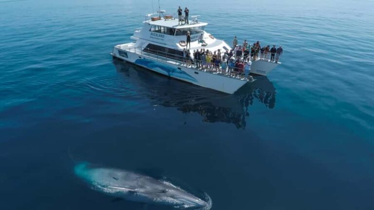 Auckland: Whale and Dolphin Watching Half-Day Eco Cruise - What the Reviews Say