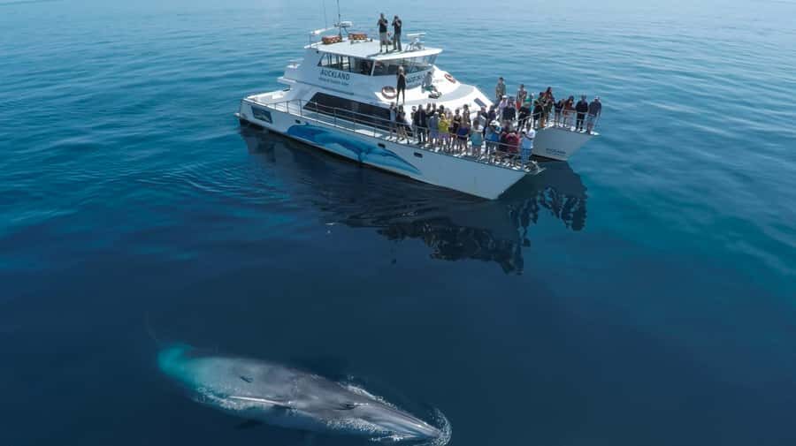 Auckland: Whale and Dolphin Watching Half-Day Eco Cruise - What the Reviews Say