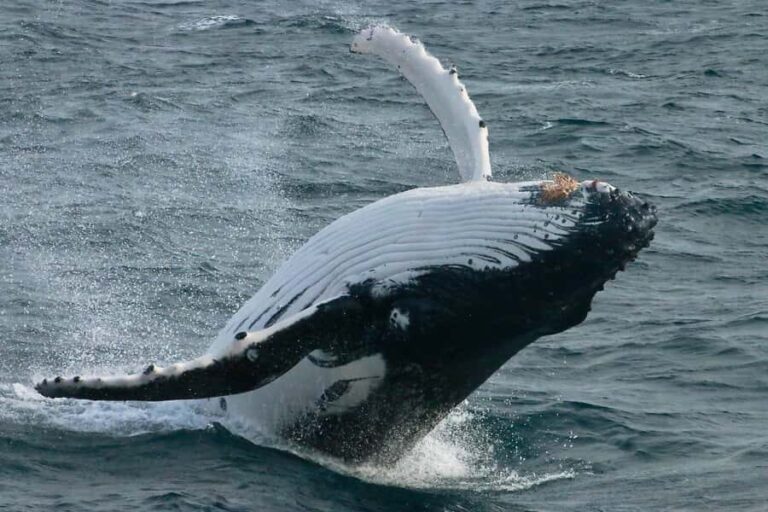 Augusta: Whale Watching Tour - What to Expect on the Cruise