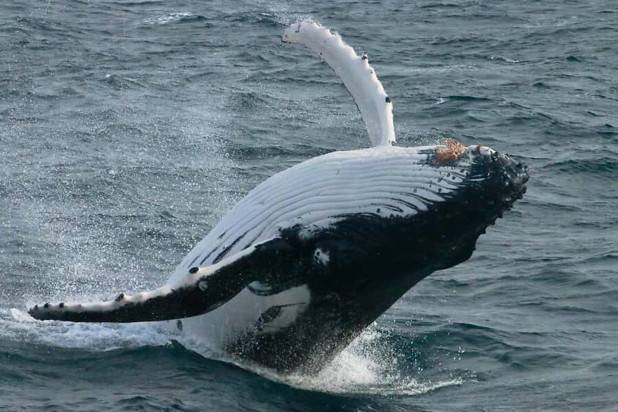 Augusta: Whale Watching Tour - What to Expect on the Cruise