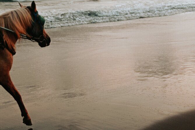Australia: Coffs Harbour Beach Horse Ride & Lagoon Swim + Photos - The Sum Up: Is It Worth It?