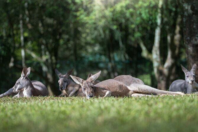 Australia Zoo Day Trip from Noosa /Sunshine Coast Region - Who Will Love This Tour?