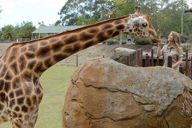 Australia Zoo Transfer from Noosa and Sunshine Coast - Why the Guides Make a Difference
