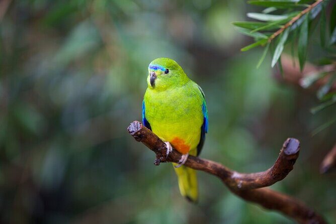 Australian Experience at Werribee Open Range Zoo - excl. entry - What Did Other Travelers Say?