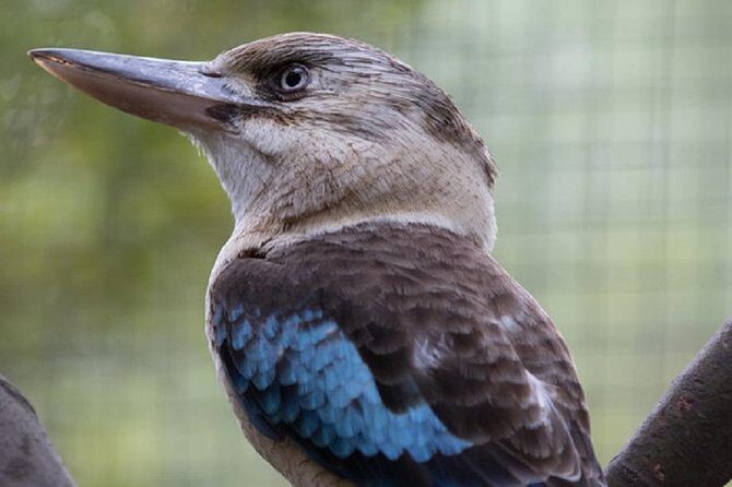 Australian Wildlife Tour at Melbourne Zoo Ticket - excl. entry - Who Will Love This Tour?