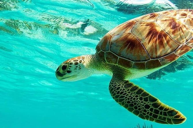 Bali : Blue Lagoon Snorkeling combine with Bali Swing in Ubud - What the Reviews Say