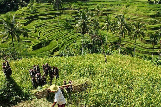 Bali Discovery Tour With Village And Temple - A Detailed Look at What Makes This Tour Special