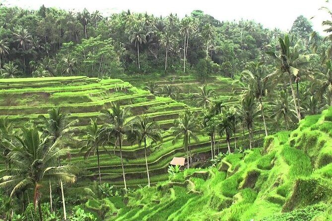 Bali Sightseeing combination Ubud Tour - Practical Details and Tips