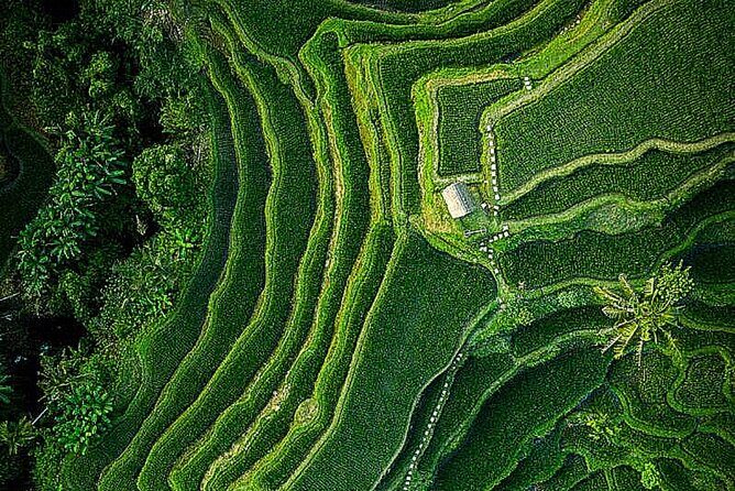 Bali: Ubud Highlights Tour with Private Guide and Transfers - Transport and Value
