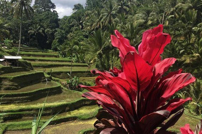 Balinese Life Style Tour - Authentic Experiences and Practical Tips