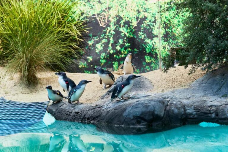 Ballarat: Wildlife Park Entry Ticket - An In-Depth Look at the Ballarat Wildlife Park
