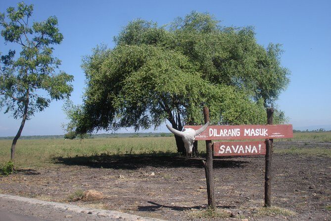 Baluran Trip - The Practical Side: Transportation, Cost, and Timing