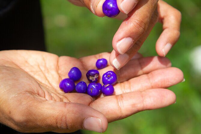 Bangalow Native Bush Food Tour - Who Will Love This Tour?