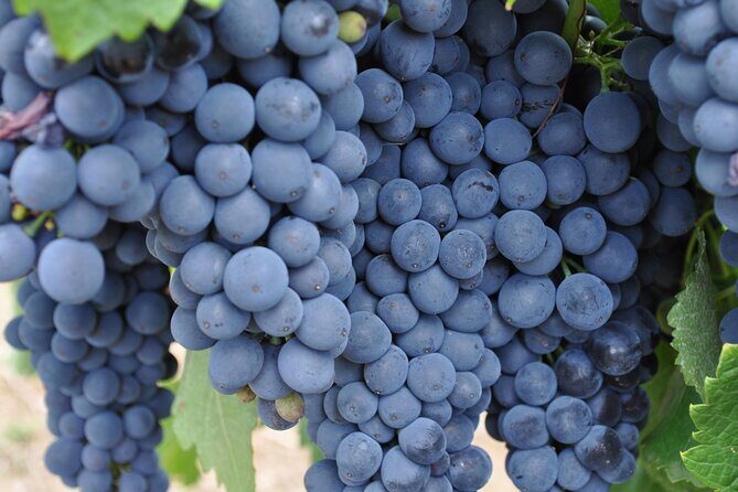 Barossa and Hahndorf Wine Tasting and Sightseeing Tour - Whats Included and Whats Not