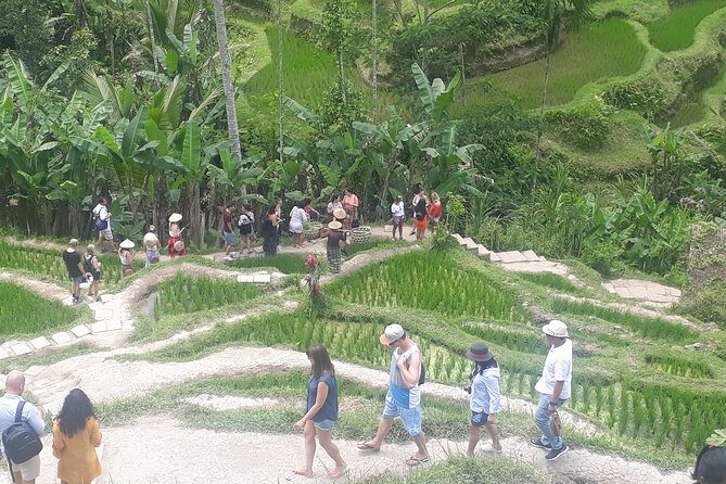 Batur Volcano Sunrise Trekking, Rice Teracce & Bali Coffee Plantation Tour - Transportation and Overall Experience