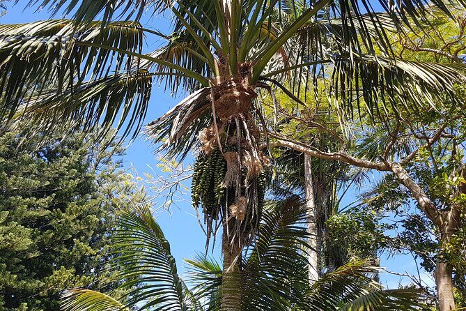 Bauntis Farm and Industry Tour in Norfolk Island - What’s Included and Transparency