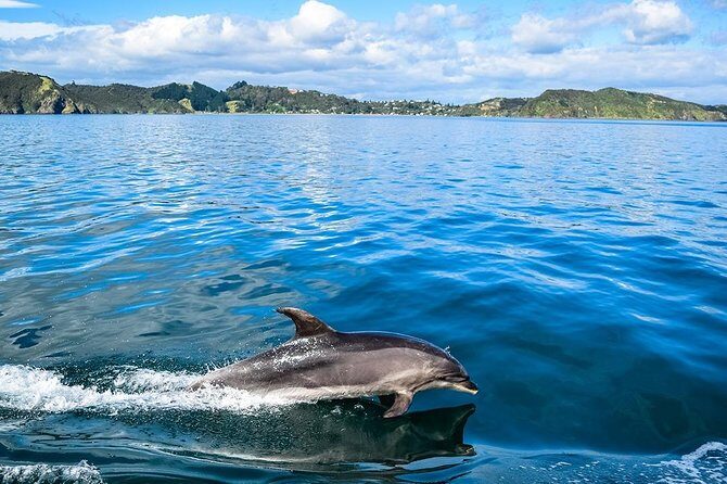 Bay of Islands 2-Day Small Group Tour & Cruise from Auckland - The Value of This Tour
