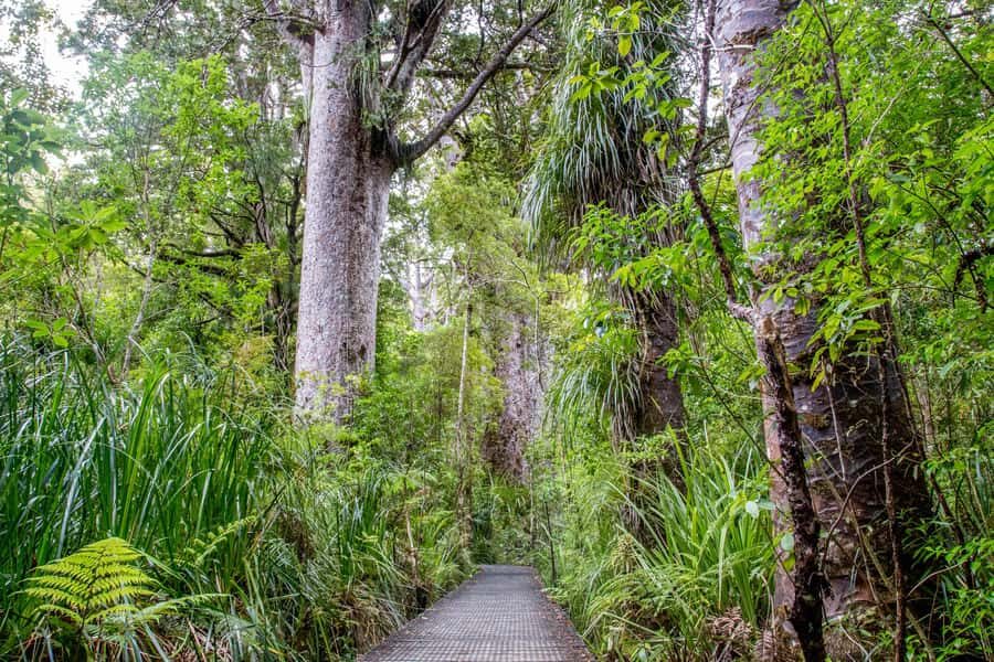 Bay of Islands: Puketi Kauri Forest Guided Tour - Why Choose the Guided Tour?