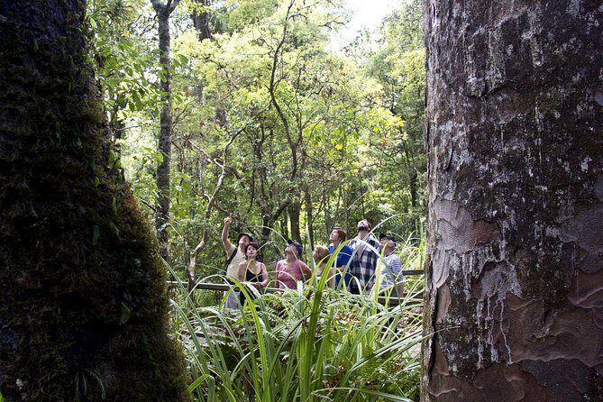 Bay of Islands Shore Excursion: Puketi Rainforest Guided Walk - Final Thoughts