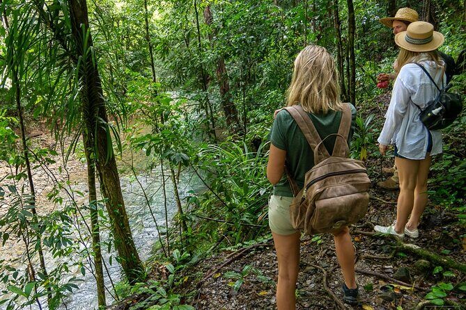 Beautiful Daintree Waterfall Walk, Magical Swim & Heavenly Lunch - Authentic Reviews: What Travelers Are Saying