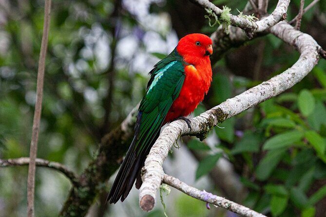Bellthorpe Rainforest Private Tour - Practical Details and Tips