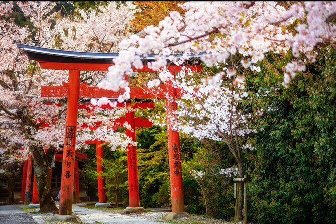 Bento and Bicycle Tour of Hidden Kyoto with Local Guides - What Past Participants Say