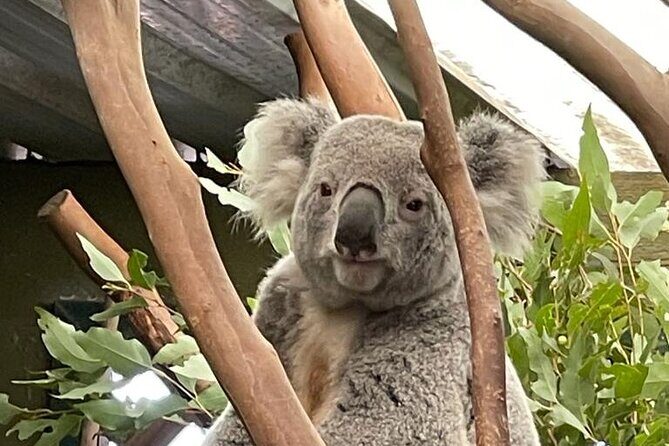 Best of Blue Mountains: Private Tour - What Past Travelers Say