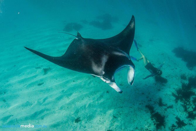 Best of Ningaloo Mantas and More - What Travelers Love About This Tour