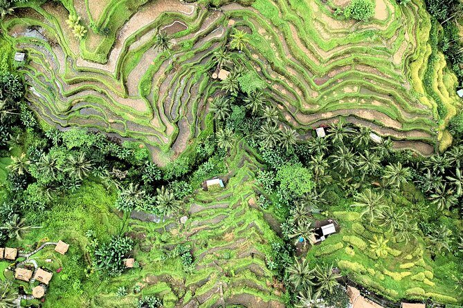 Best of Ubud Village Tour with Jungle Swing - Most Instagram Site - The Sum Up
