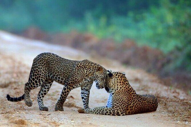 Best Value Yala Safari: Spot Leopards, Elephants & Bears (Shared) - Transportation and Group Size
