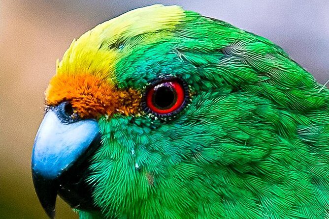 Bird Watching and Dolphin Eco-Tour to Blumine Island - Final Thoughts