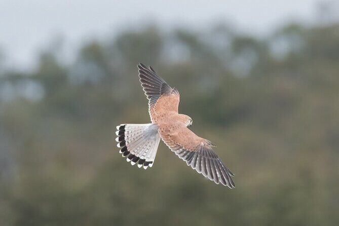 Bird watching and photography around Bathurst, Australia - What Makes This Tour Stand Out