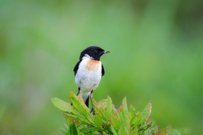 Bird Watching in the Nature Around Nikko Toshogu Shrine - Who Would Love This Tour?