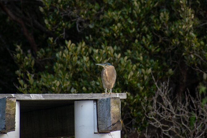 Bird Watching Kayak Tour - The Value of the Price