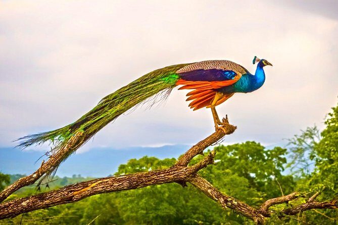 Birdwatching Walk in Thalangama Wetland from Colombo - Final Thoughts