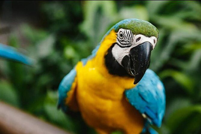 Birdworld Kuranda Entry Ticket - Who Will Love Birdworld Kuranda?