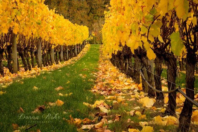 Blenheim Half day Wine Tour - Who Will Love This Tour?