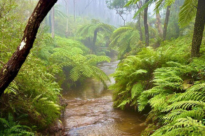 Blue Mountains Day Tours W Scenic World and Lunch - What’s Included and What’s Not