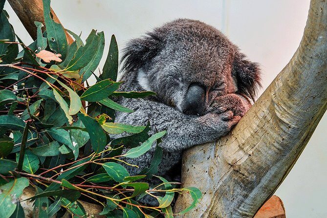 Blue Mountains Highlights & Wildlife Park - Practical Details and Considerations