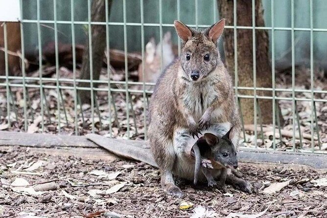 Blue Mountains Private Tour | Koala, Kangaroo, & Waterfalls Day - The Experience and Its Value